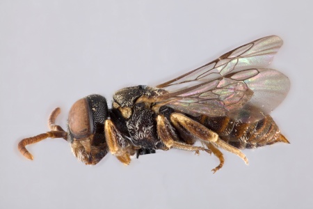 [Schmiedeknechtia brevicornis male (lateral/side view) thumbnail]